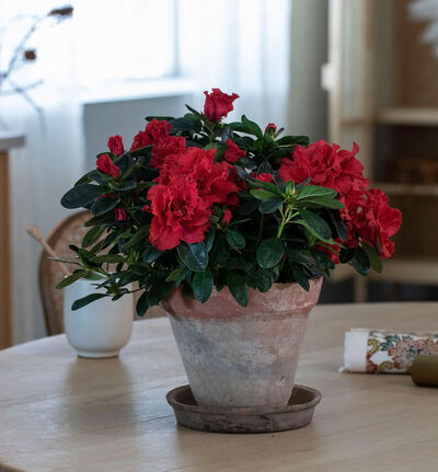 Rød azalea Rød azalea